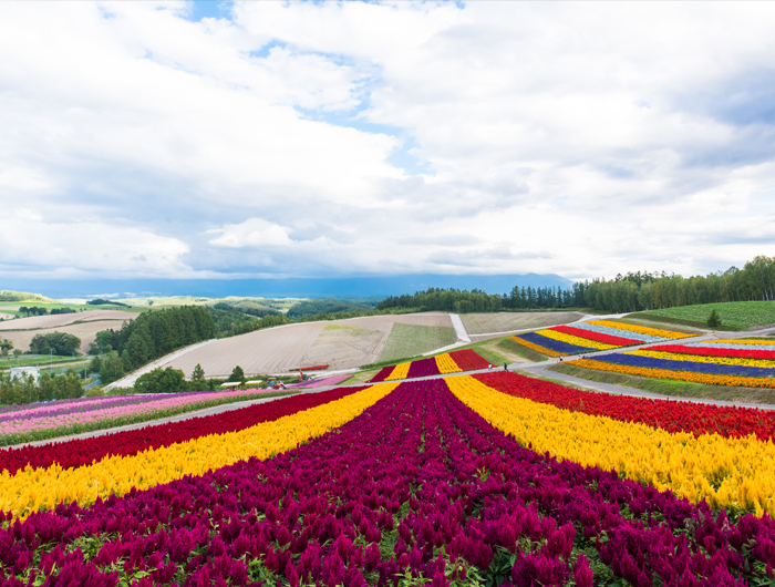 Biei Town, Panoramic Flower Gardens Shikisai-no-oka